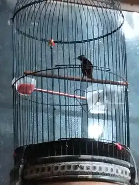 Jual burung konin Natuna dan love bird