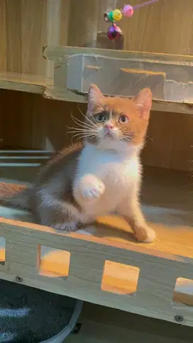 Kucing BSH Cinnamon