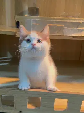 Kucing BSH Cinnamon