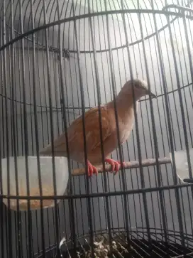 Jual z nih puter irak udah bunyi pagi siang sore dan malam