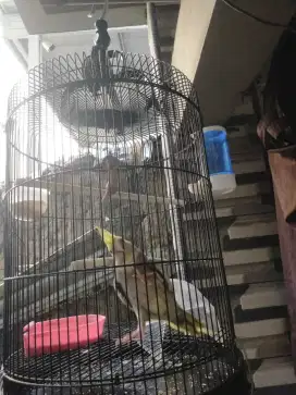 Jual burung falk jantan