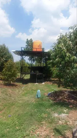Dijual Kebun Durian Expor SHM
