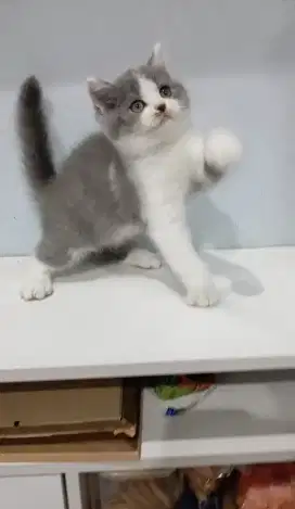 BRITISH SHORTHAIR/BSH BICOLOUR