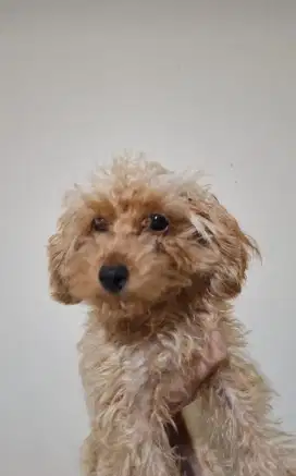 poodle betina 2 ekor harus ambil 2nya(blh nego tipis)