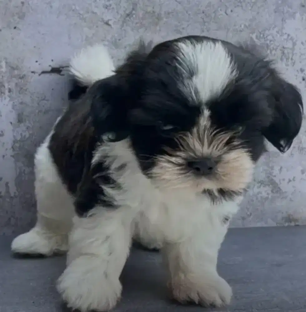 Anak Anjing Shi Tzu Male