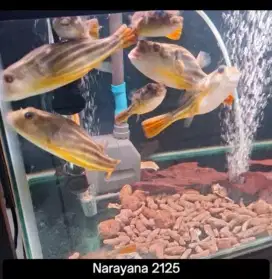 Ikan Fahaka Air tawar
