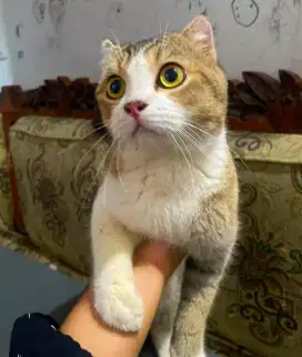 Kucing British shorthair Golden Bicolour