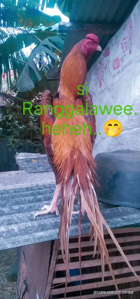 Ayam jago/jantan ekor lidi ory