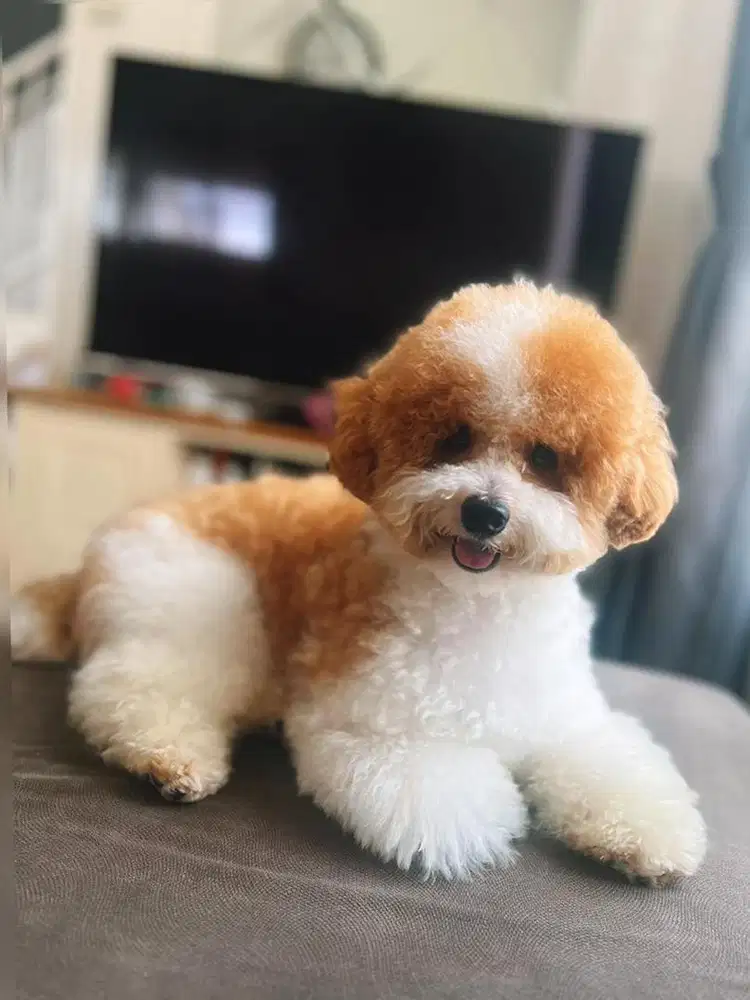OPEN Pejantan PACAK POODLE PARTY COLOR