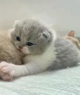 Open Booking BSH British Shorthair