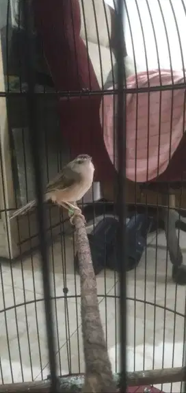 Burung Prenjak Sawah Ngebren