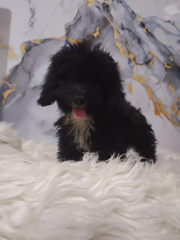 Poodle hitam sport putih di dada