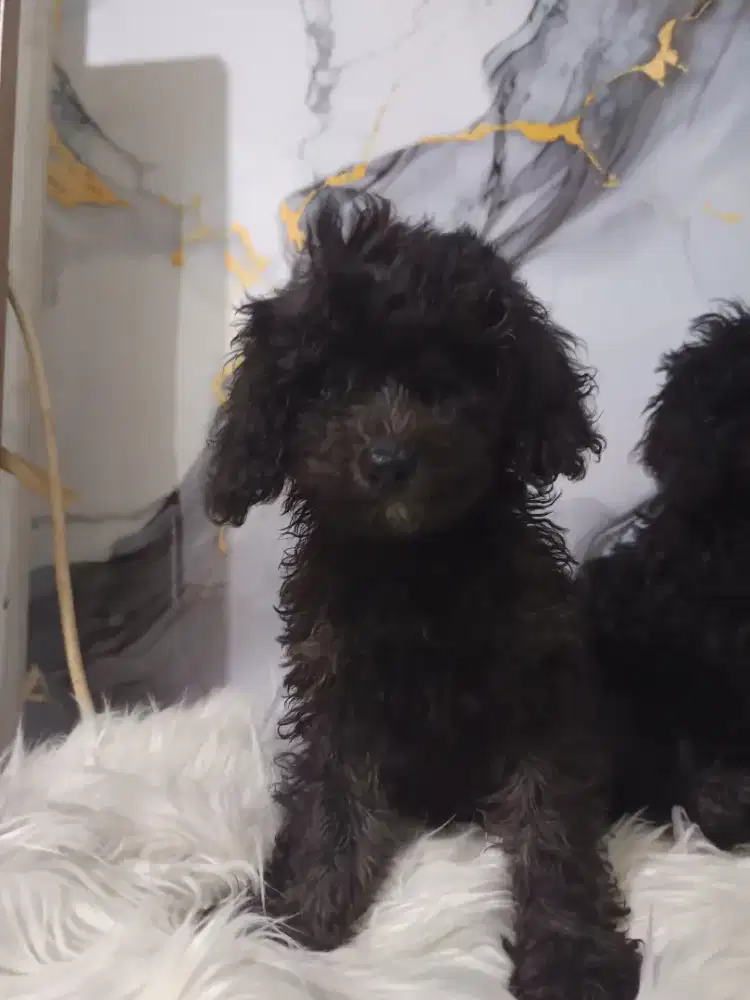 Poodle betina dari silver