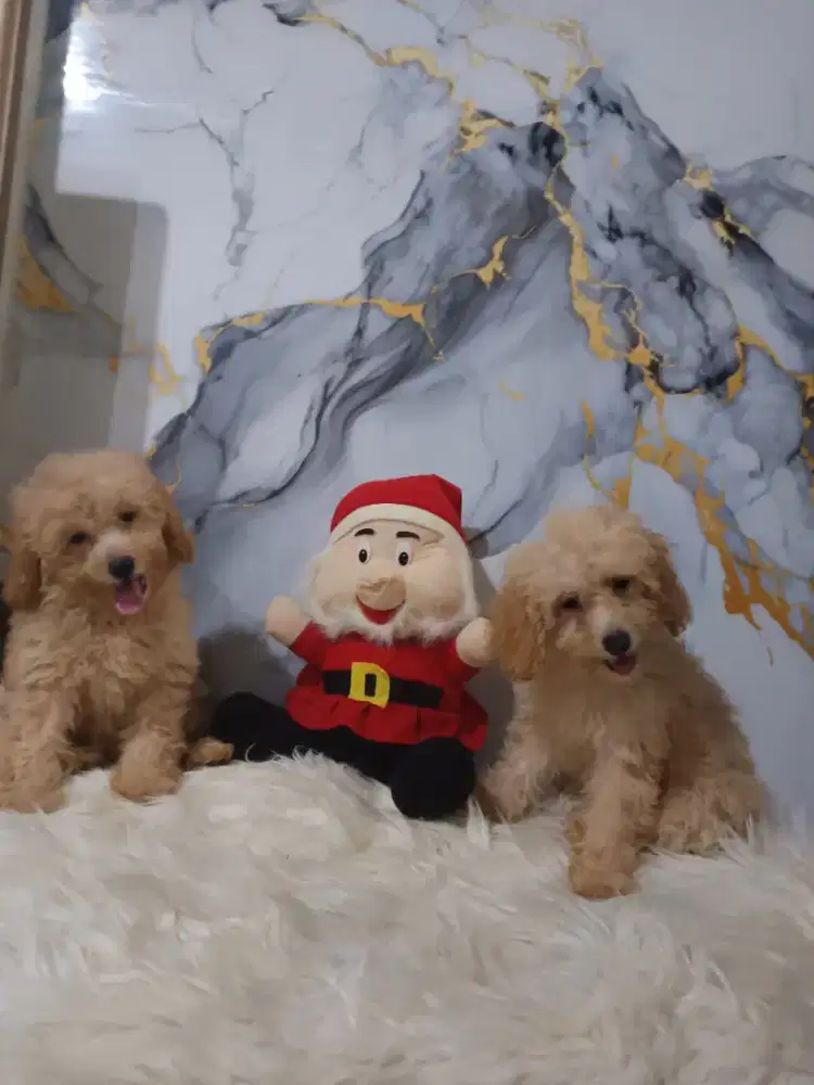 Poodle jantan apricot toy