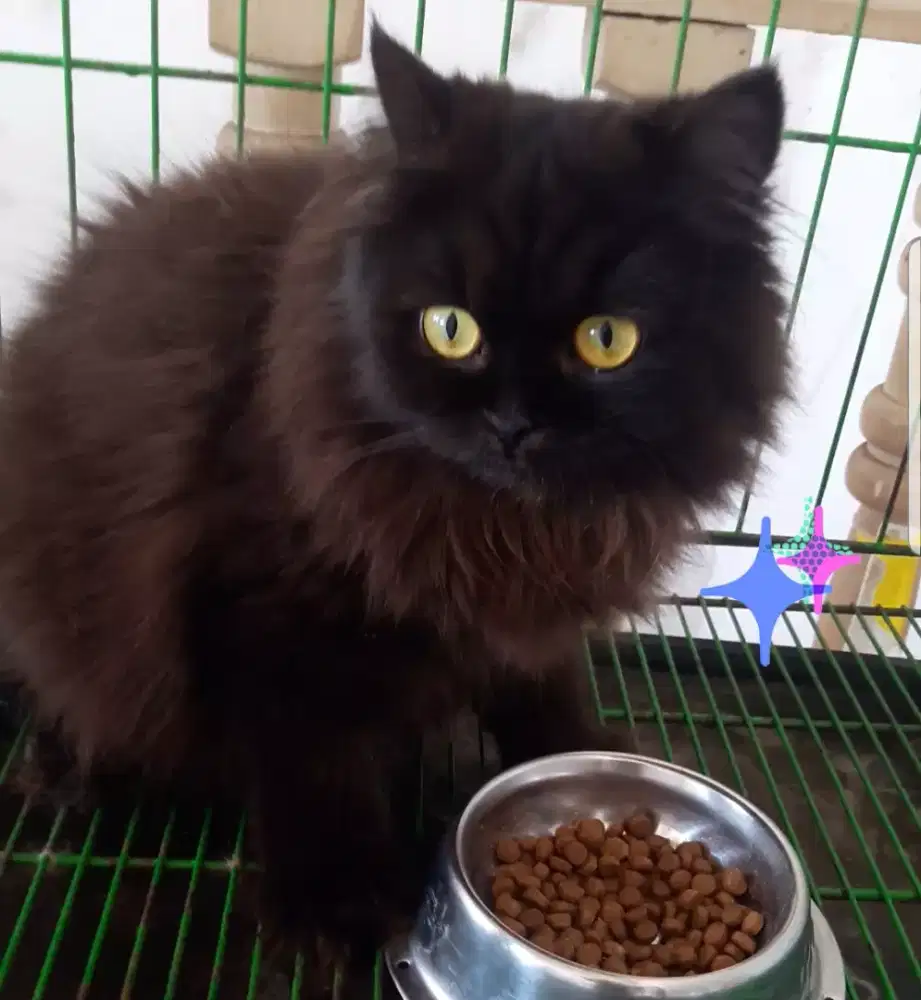( Nego ) Bloodline British : Kucing Betina Long Hair Dark Coklat