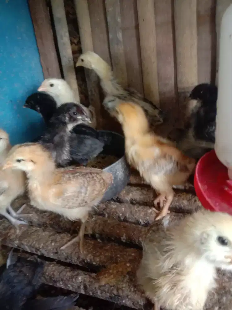 8 ekor anak ayam kampung