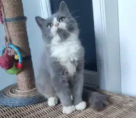 Kucing Persia Medium Jantan