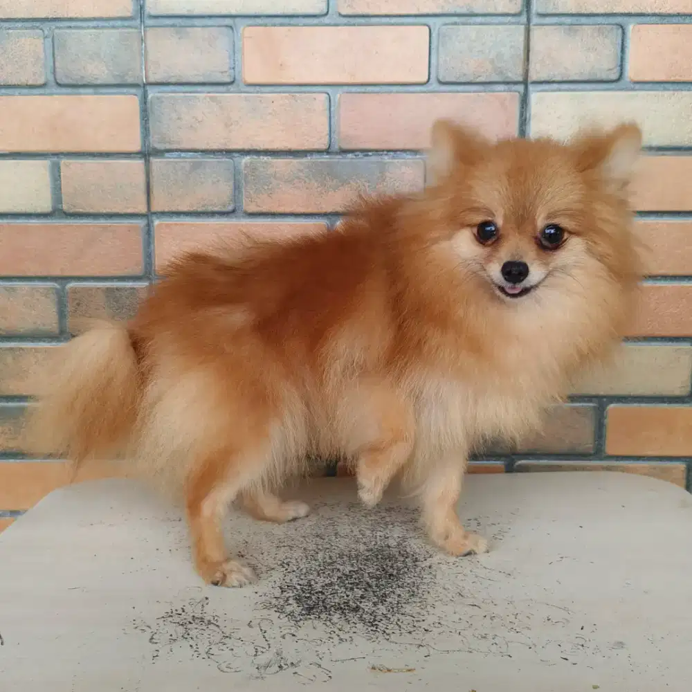 Calon Indukan Minipom Pom Pomeranian Stamboom