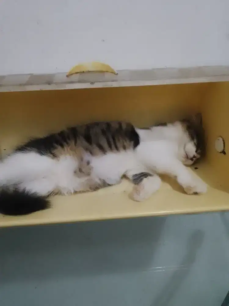 Kucing mixdome persia