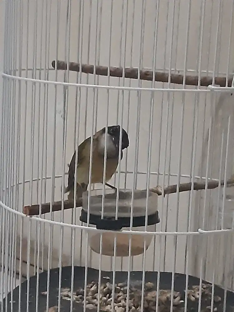 Burung bimoli masih trotol pur total rawatan