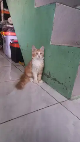 Mainecoon betina 3 bulan bapak PED ibu non PED