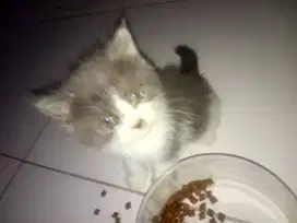 NEGO Abu Putih Grey White Blue Eyes kitten ras BSH Persia Anggora