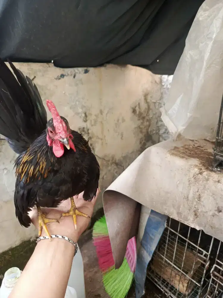 Ayam Serama original
