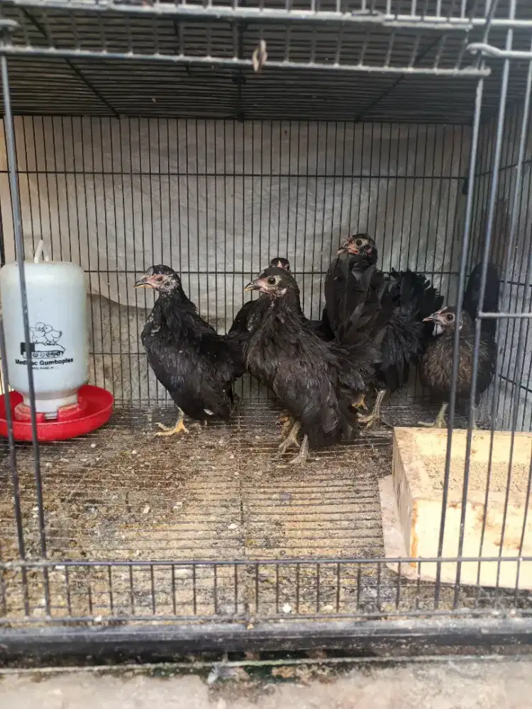 Ayam Serama original