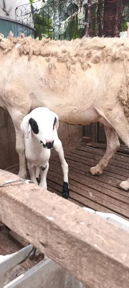 Jual anak kambing domba lucu imut