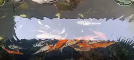 Jual Ikan Koi Sehat Hobi Peliharaan