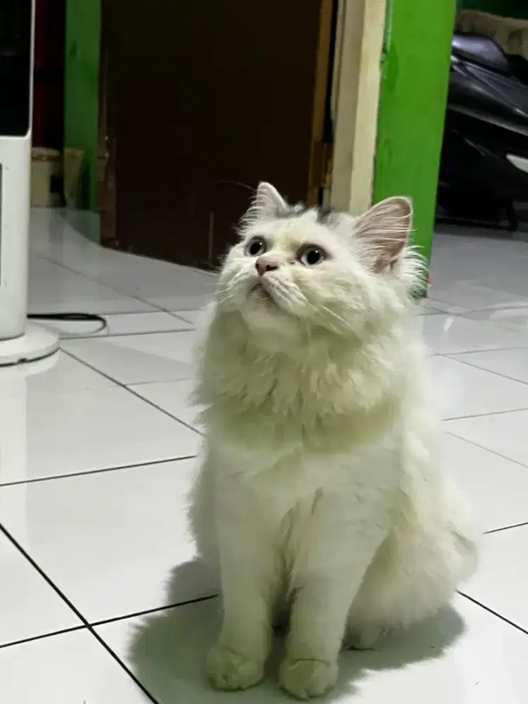 Kucing Persia Longhair