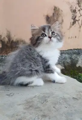 Kitten persia JANTAN