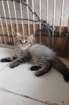 Kitten persia JANTAN