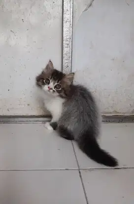 Kitten persia BETINA