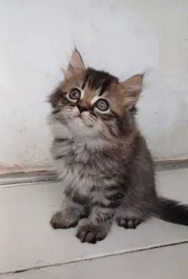 Kitten persia BETINA