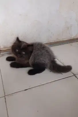 Kitten persia JANTAN