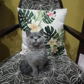 BSH Betina show quality