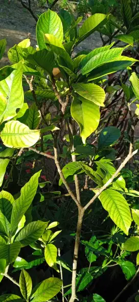 kenangan dan ceplok piring