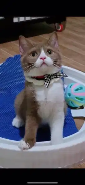 Kucing BSH Bico Cinamon