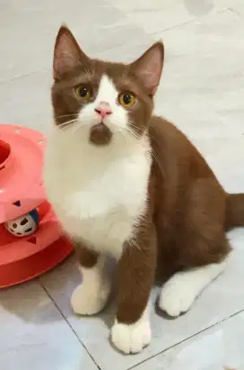 Kucing BSH Bico Cinamon