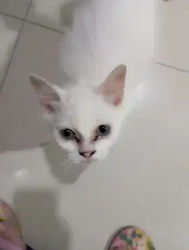 Kitten Betina 3 bulan White