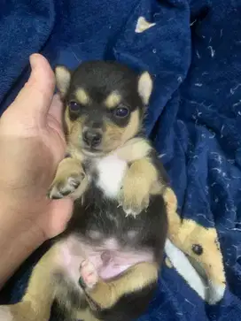 Di Jual anak anjing chihuahua mix 1 bulan 3 cow 2 cew lucu2 bangett