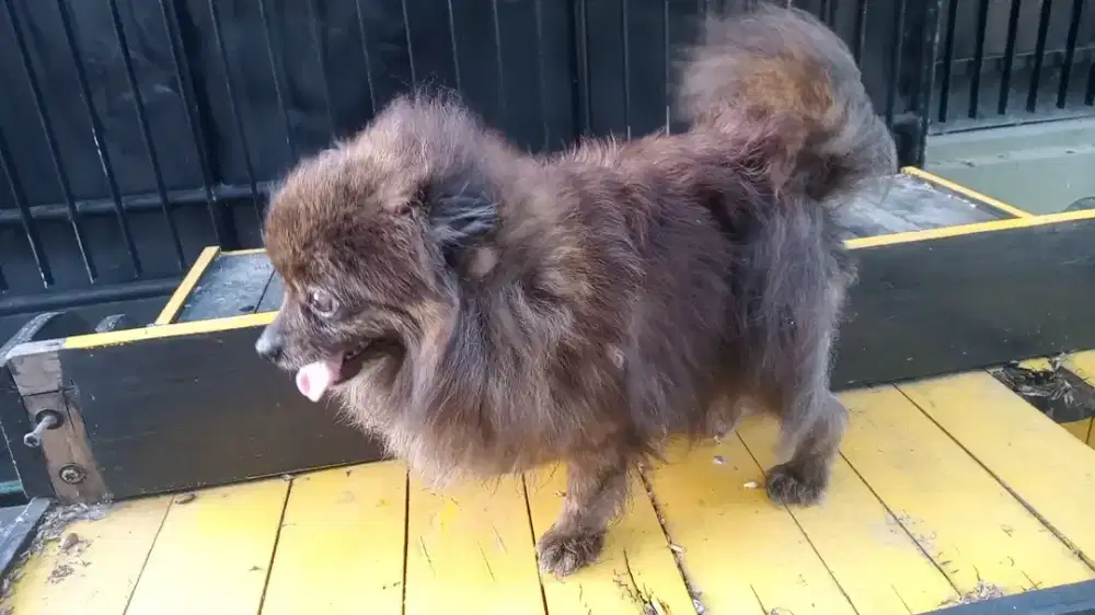Minipom mini pom
