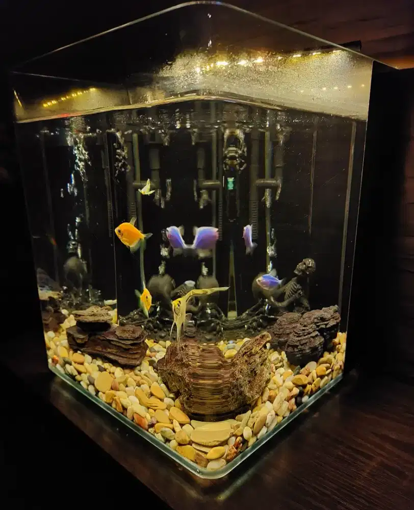 Aquarium Lengkap Peralatan