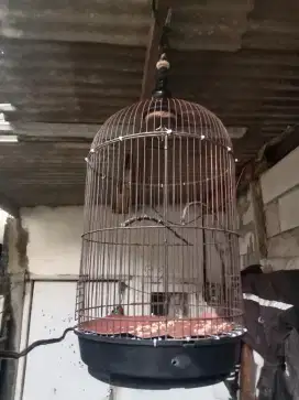 Kandang lovebird tangung