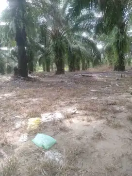 Cari karyawan untuk posisi panen lanjang dan pasutri