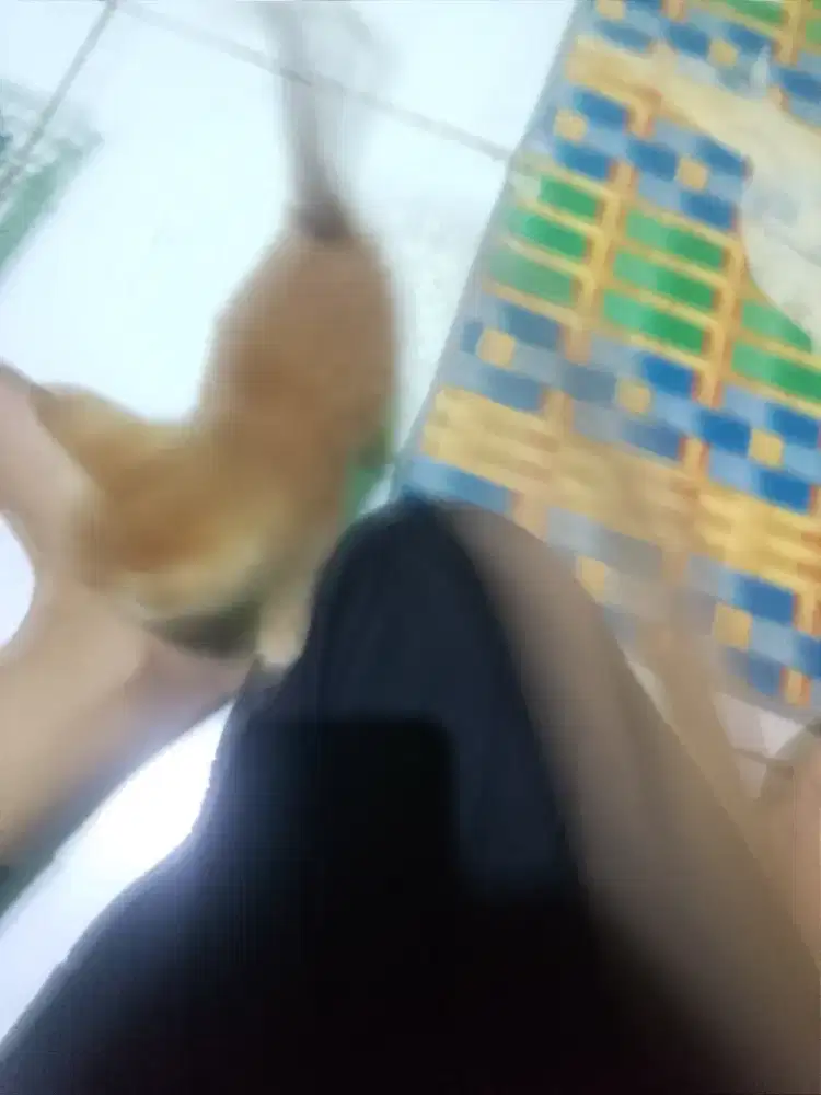Anak kitten Maxxdom
