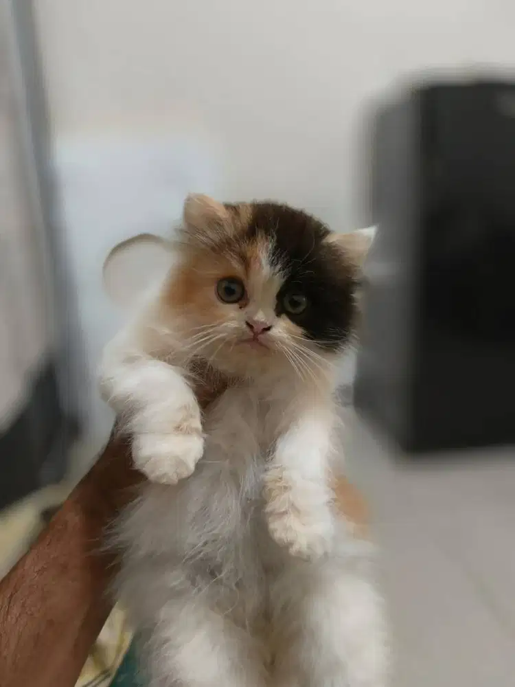 Persian Long Hair