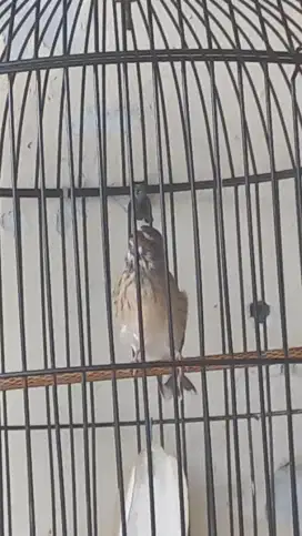 Blackthroat jantan gacor buksay