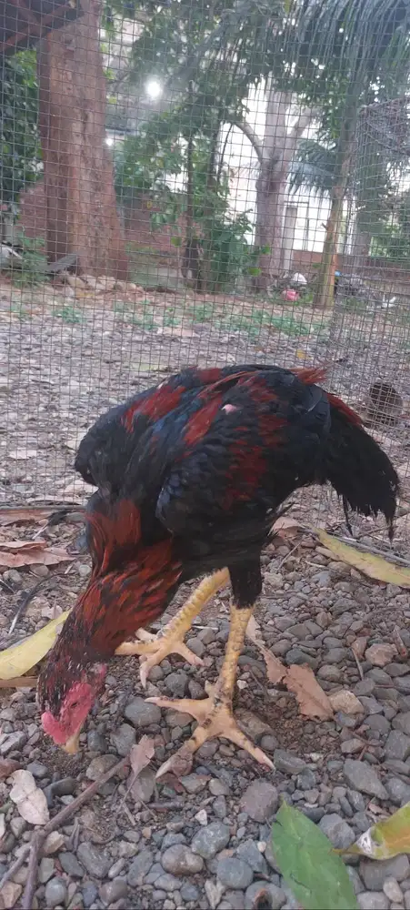 Jual Ayam ekor lidi